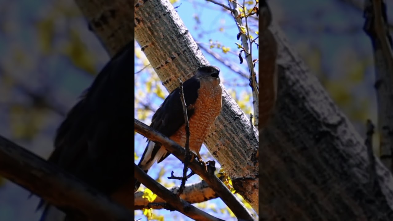 📣Coopers Hawk Call 🦅 #coopershawk #birdcalls #birdsounds