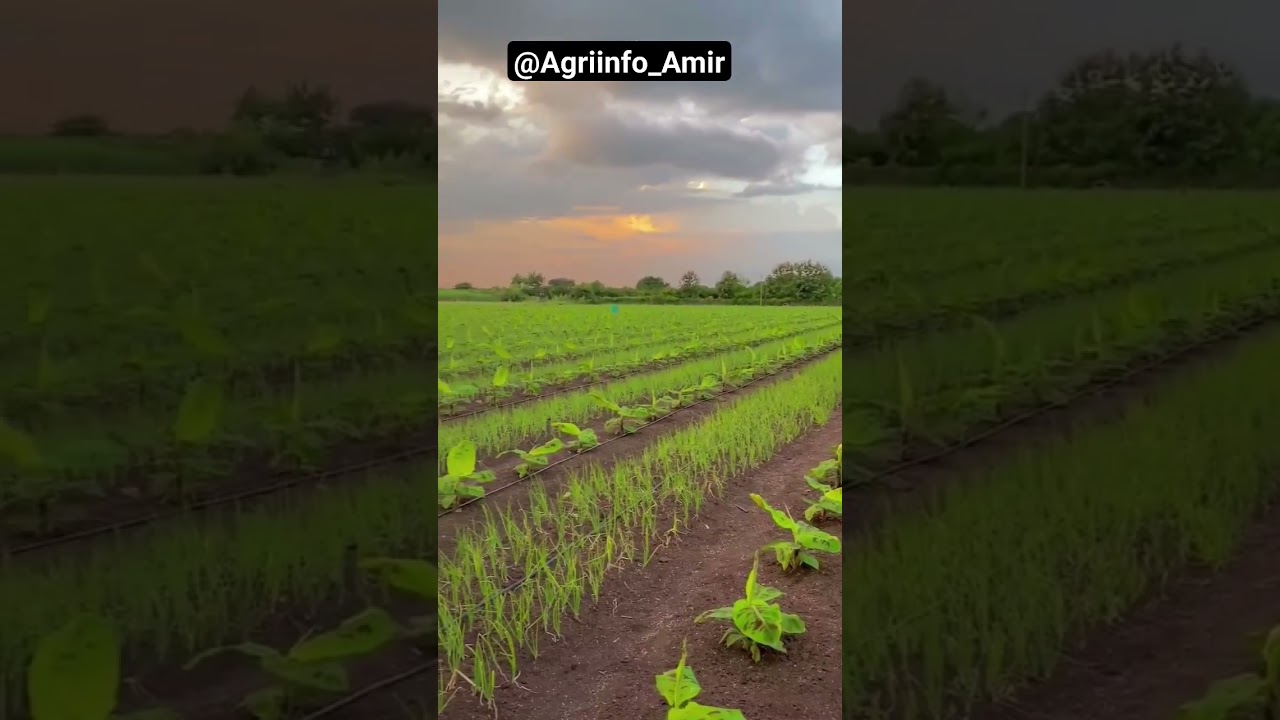 #intercropping #banana and #onion #bananabread #mix #cropping #farming