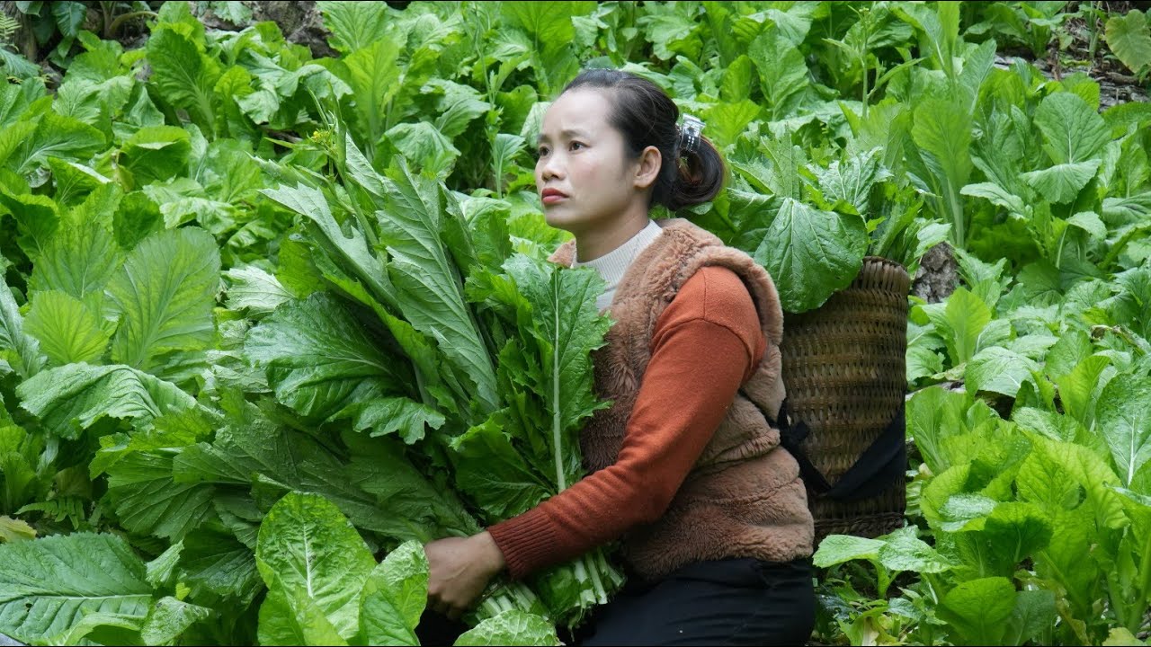 Harvest greens to sell, cook dinner l Lý Thị Sai