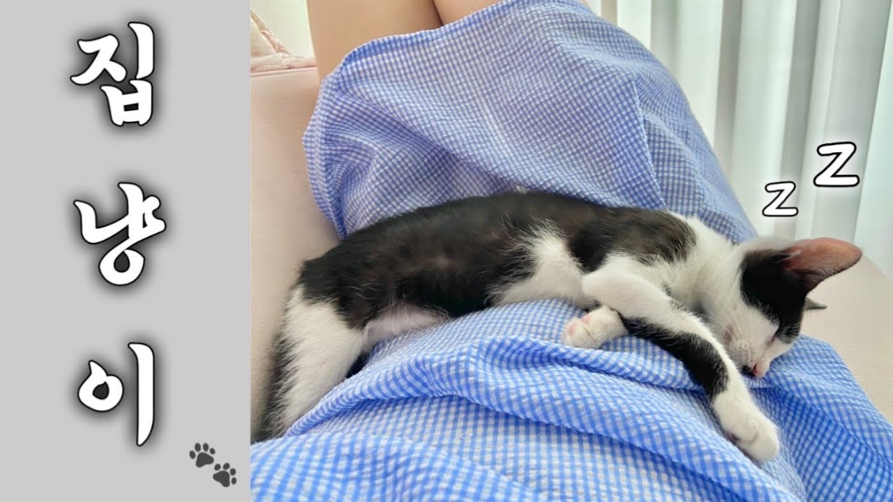 길에서 만난 내인생 첫 고양이, 엄청난 개냥이었다