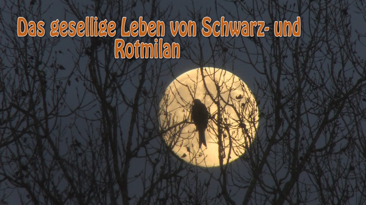 Gesellige Schwarz- und Rotmilane im Herbst und Winter (Zug & Überwinterung)