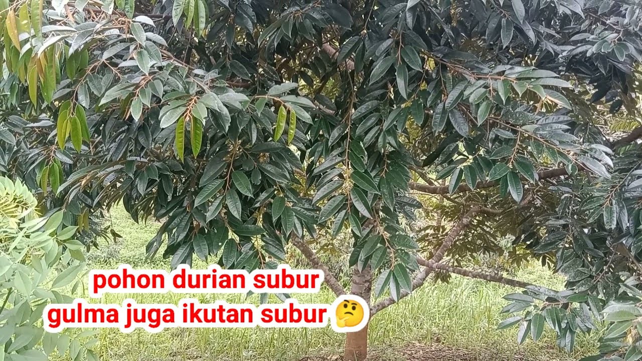 Gulma dan pohon durian tumbuh subur bersamaan