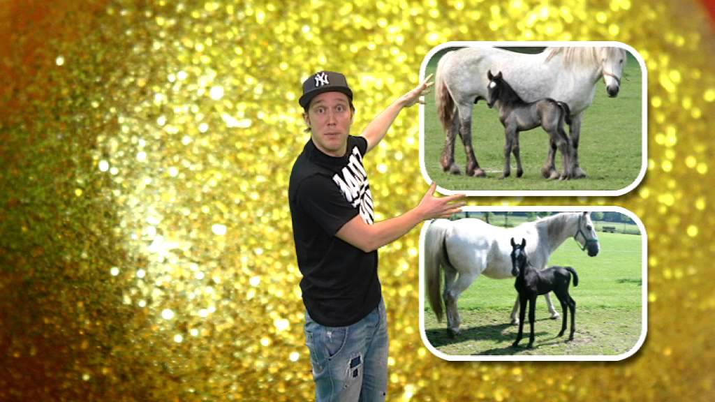 Waarom is het paard van Sinterklaas wit?