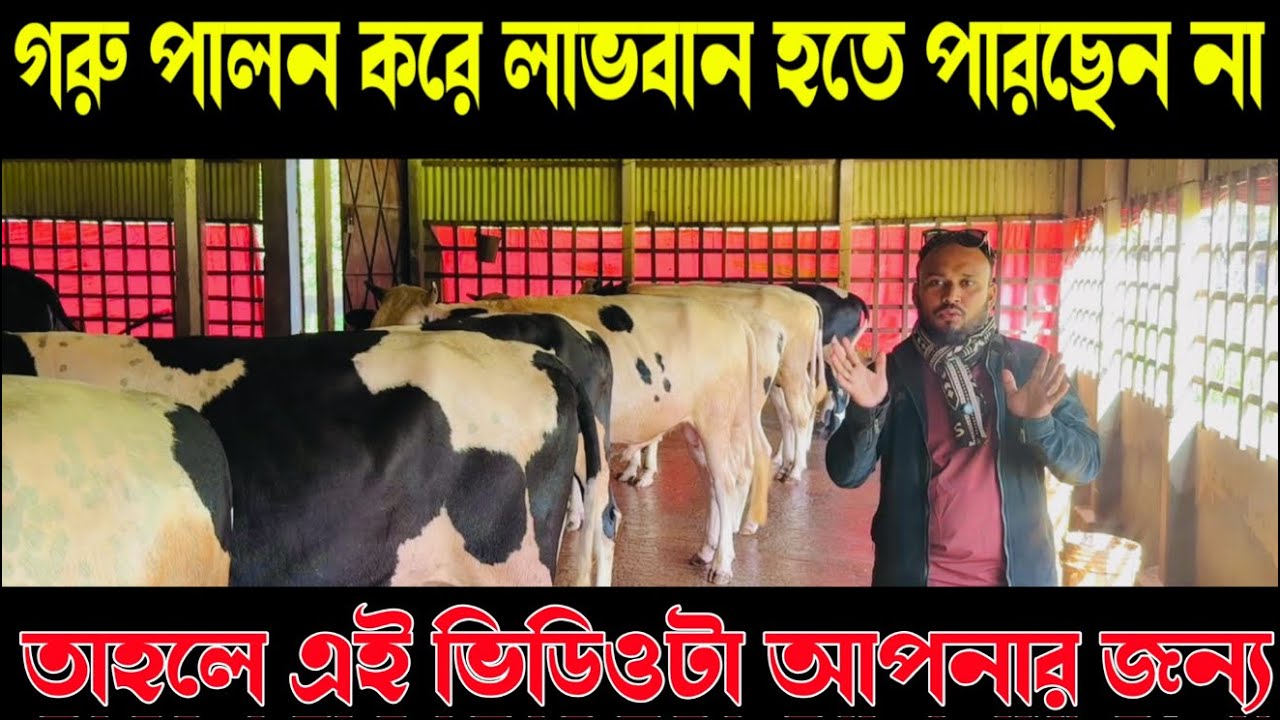 ১৩৬ - গরু পালন করে লাভবান হতে পারছেন না তাহলে এই ভিডিওটা আপনার জন্য