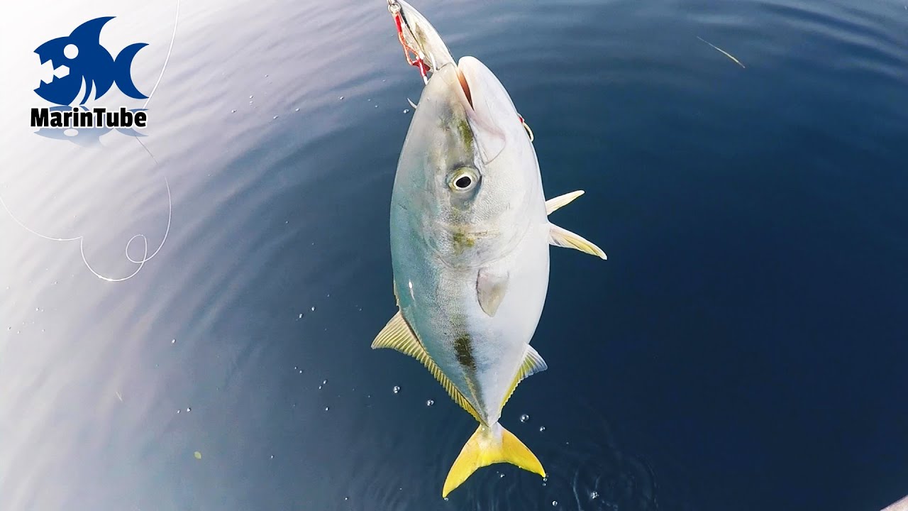 青物の群れに水中カメラとジグを落としてみたら・・・