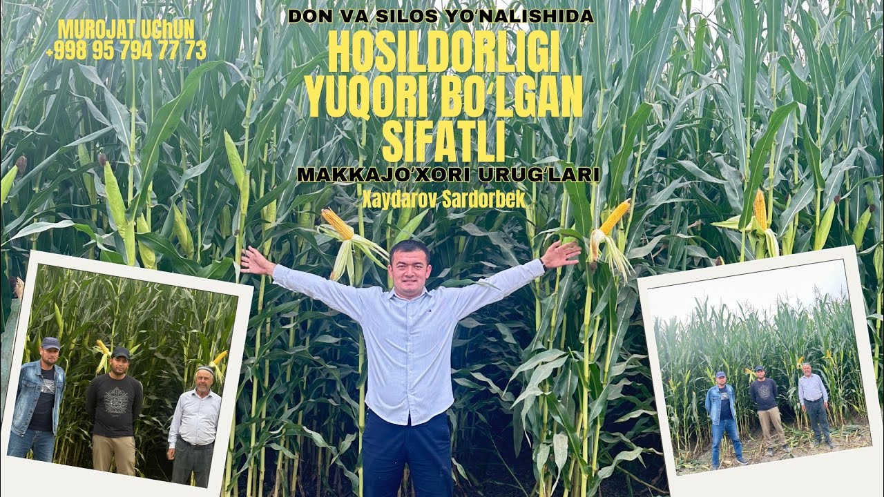 DON VA SILOS YOʻNALISHIDA HOSILDORLIGI YUQORI BOʻLGAN SIFATLI MAKKAJOʻXORI URUGʻLARI