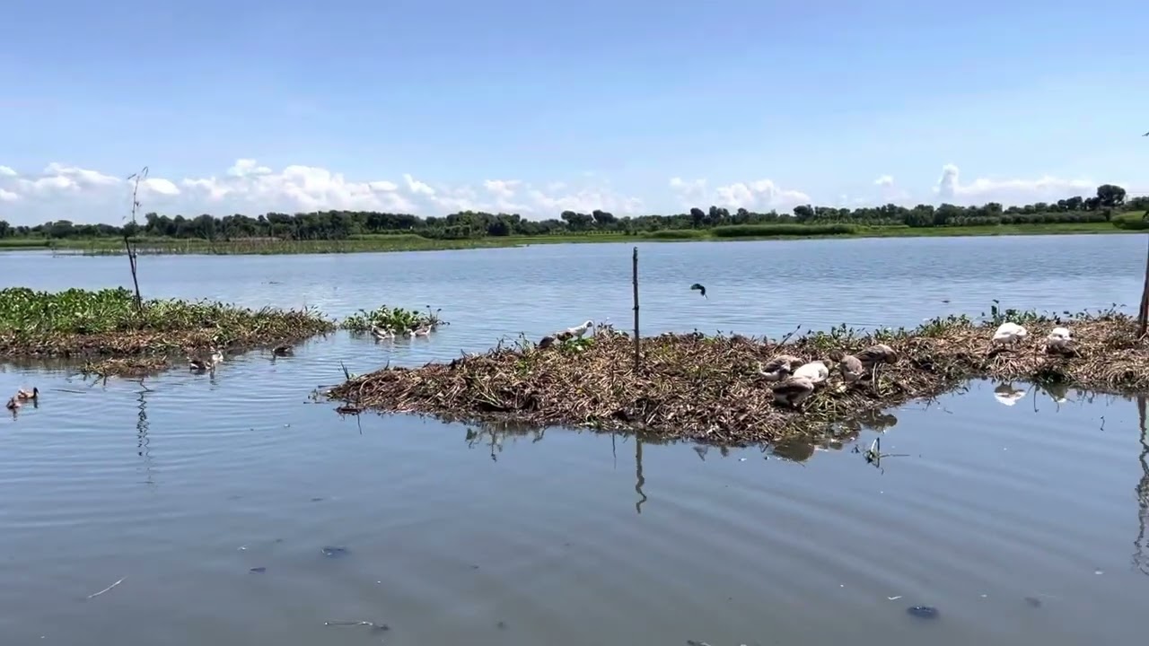 Processing Raw Jute