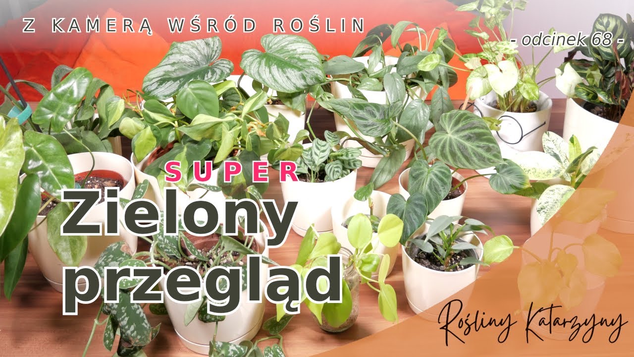 Cudne zielenie, żywe srebro i trochę limonki 💛💙💚🌱 czyli przegląd roślin część 3 - 🪴 ZKWR 68