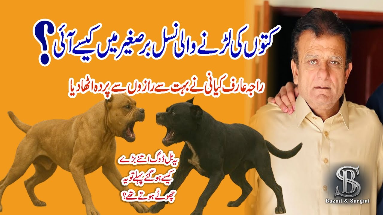 کتوں کی لڑنے والی نسل برصغیر میں کیسے آئی  |    راجہ عارف کیانی نے بہت سے رازوں سے پردہ اٹھا دیا