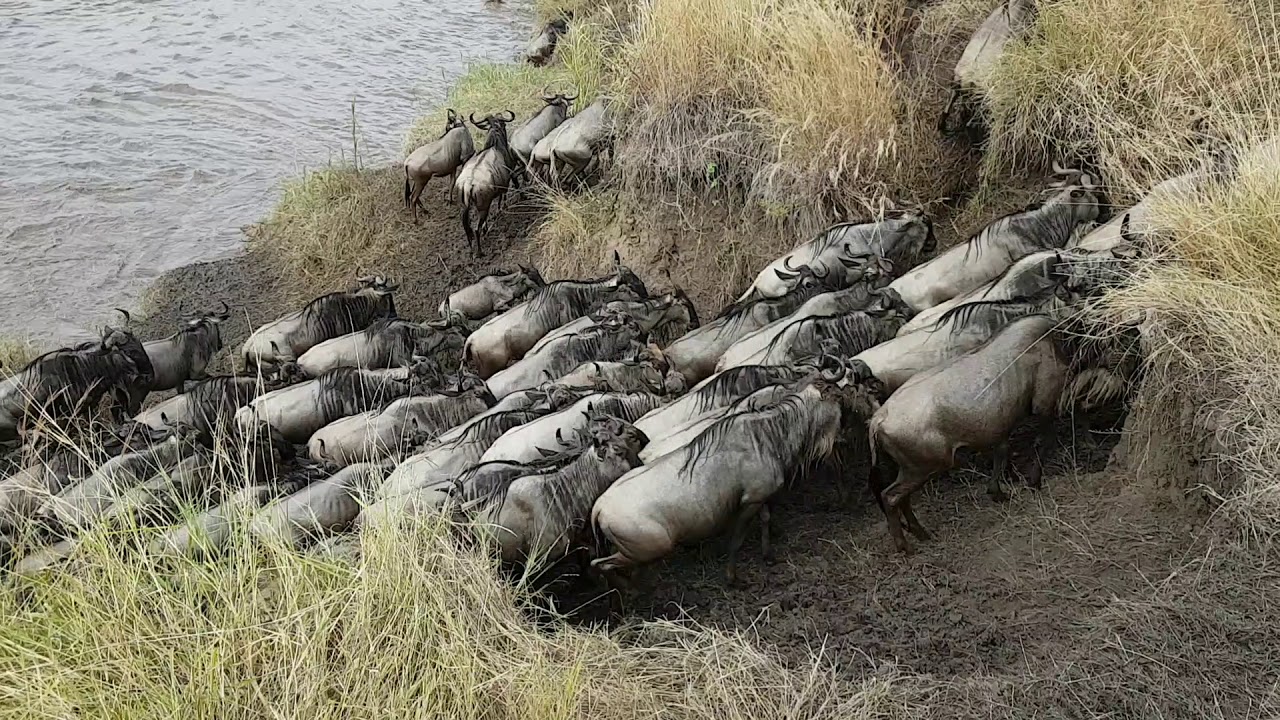 Amazing wild Cattle crossing. Mara River at Serengeti N park