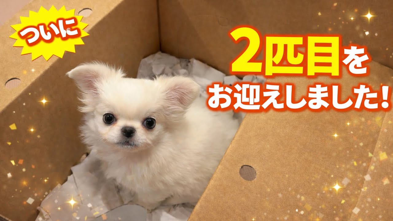 【ご報告】ルルちゃんに妹ができました！