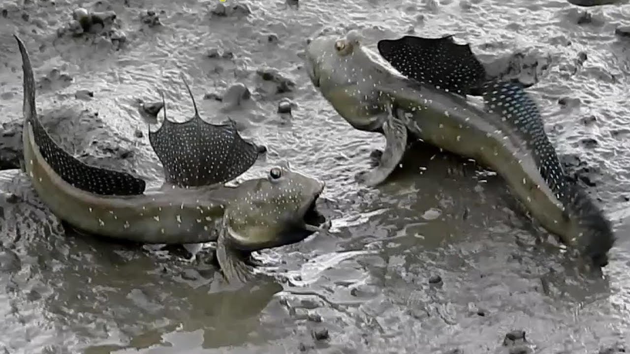 臺中高美濕地 大彈塗魚.招潮蟹生態紀錄.