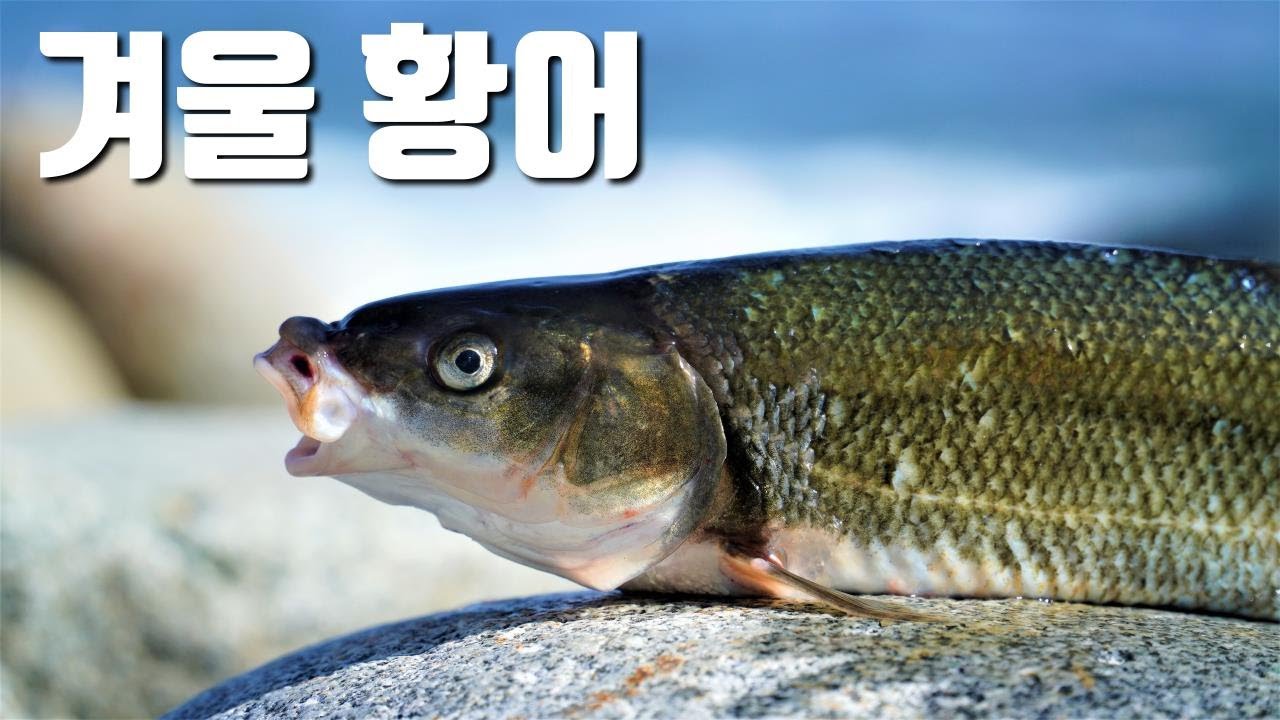 겨울 황어는 맛있다구요?! 그래서 직접 먹어 봤습니다.
