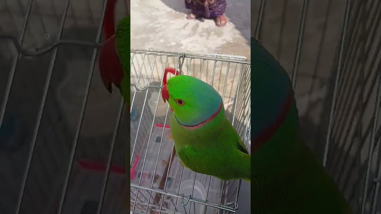 mamma mamma pattu pattu 🦜🦜 parrot talking parrot sound talking parrot sound talking parrot 🦜🦜😊 parro