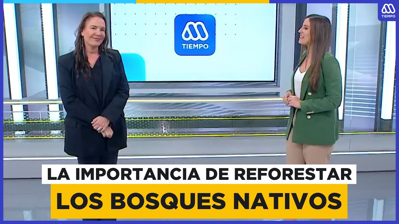La importancia de la reforestaci&oacute;n en los bosques nativos