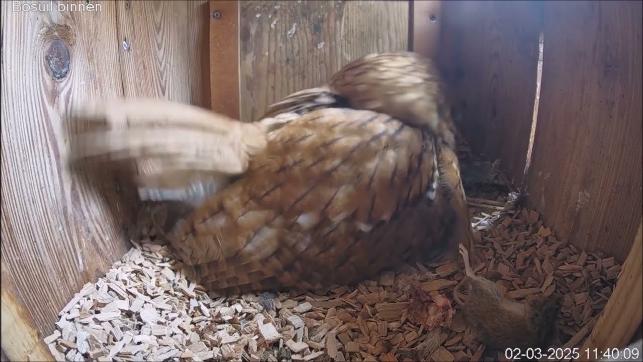 De bosuilen van Beleef de Lente hebben al drie eieren gelegd! | Vogelbescherming Nederland