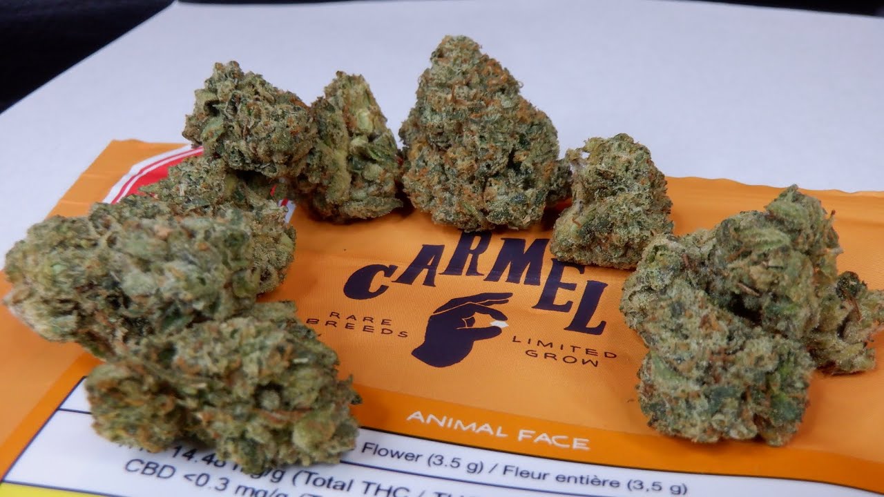 Strain Review Animal Face By Carmel