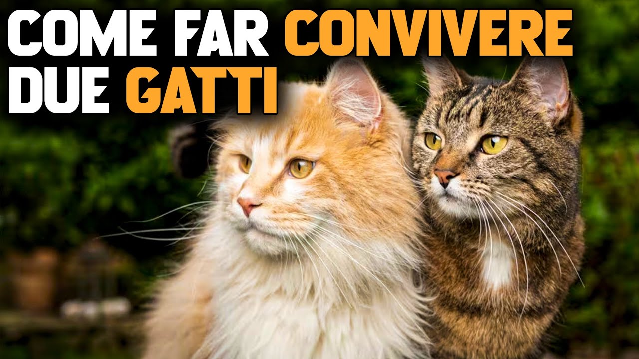 COME FAR CONVIVERE DUE GATTI - FAMIGLIA ANIMALE