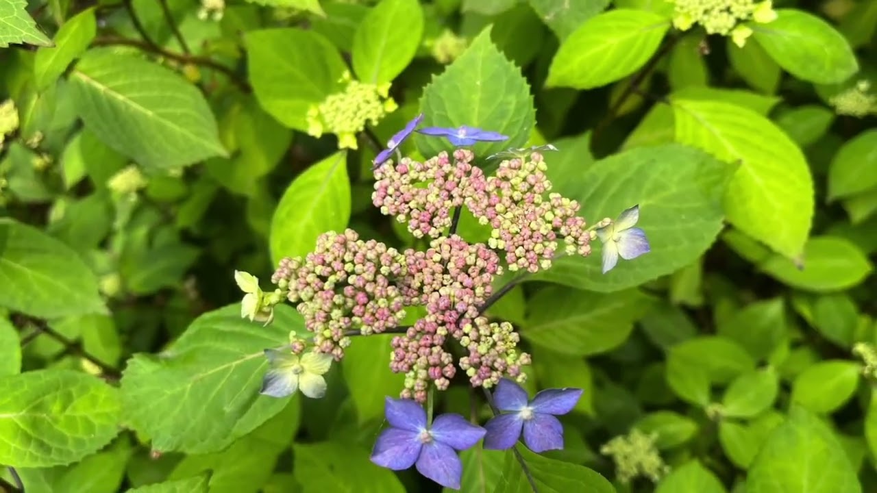 LE JARDIN DU MESNIL 1:06:2025