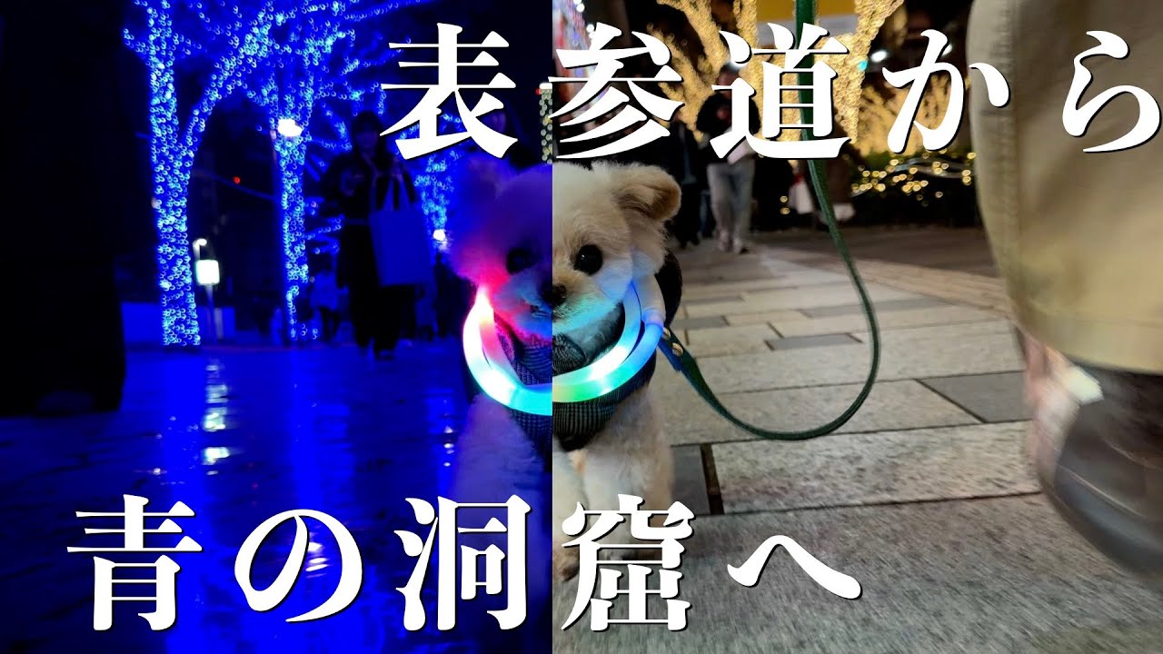 表参道から青の洞窟までテケテケお散歩動画【トイプードル】