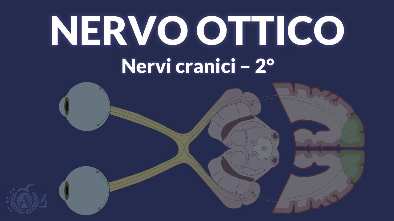 NERVI CRANICI - Nervo ottico e vie ottiche (II) - Neuranatomia
