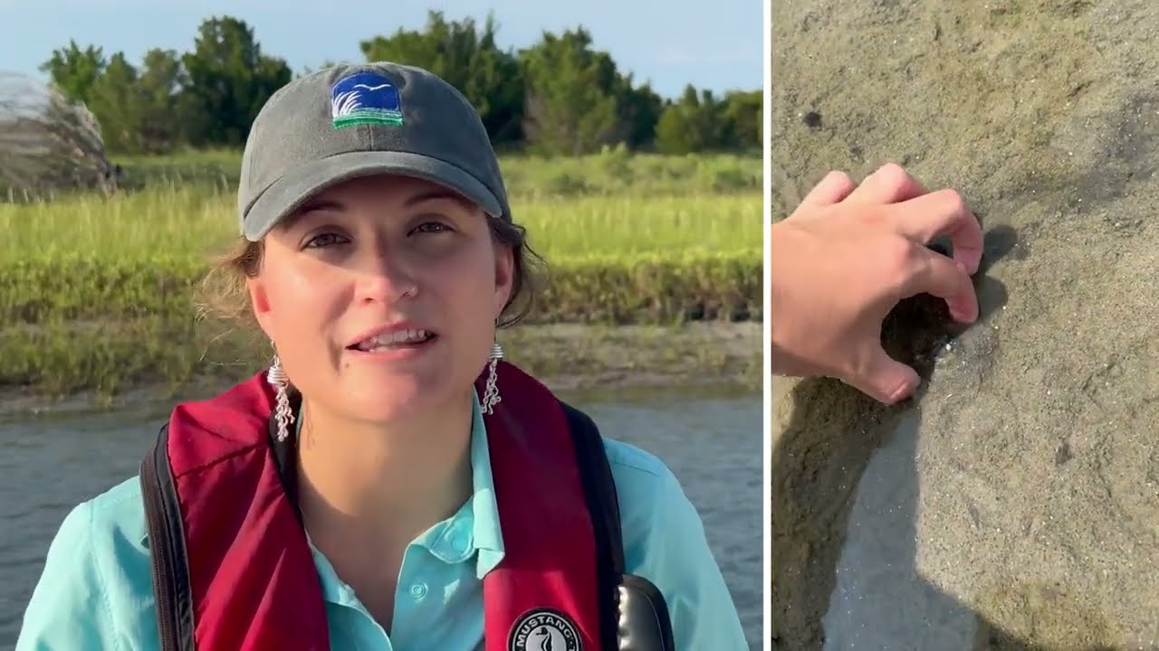 Secrets of the Estuary
