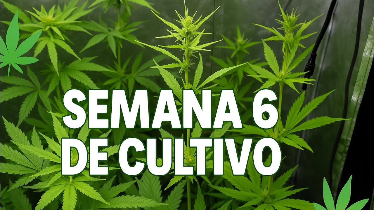 Semana 6 de Cultivo 🌱 Autoflorecientes en Floraci&oacute;n Fast Buds | Indoor 🙌🏼