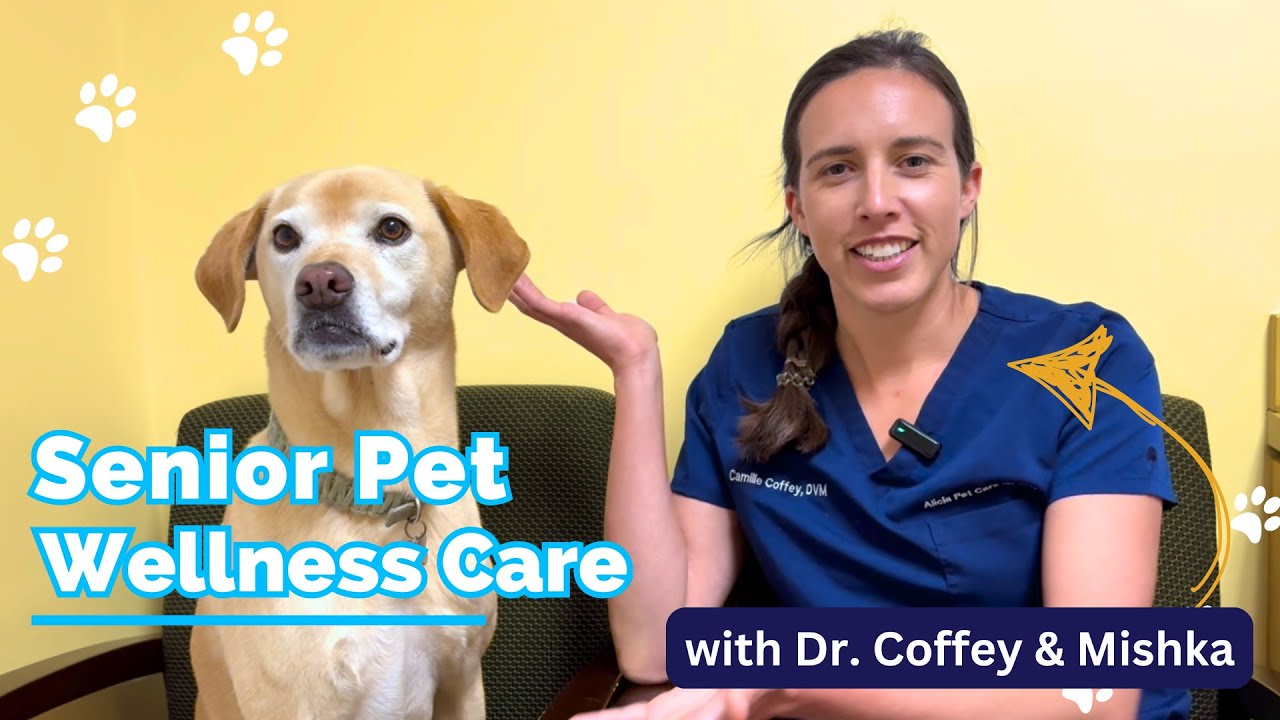 Extra Care Senior Pets Need at the Vet