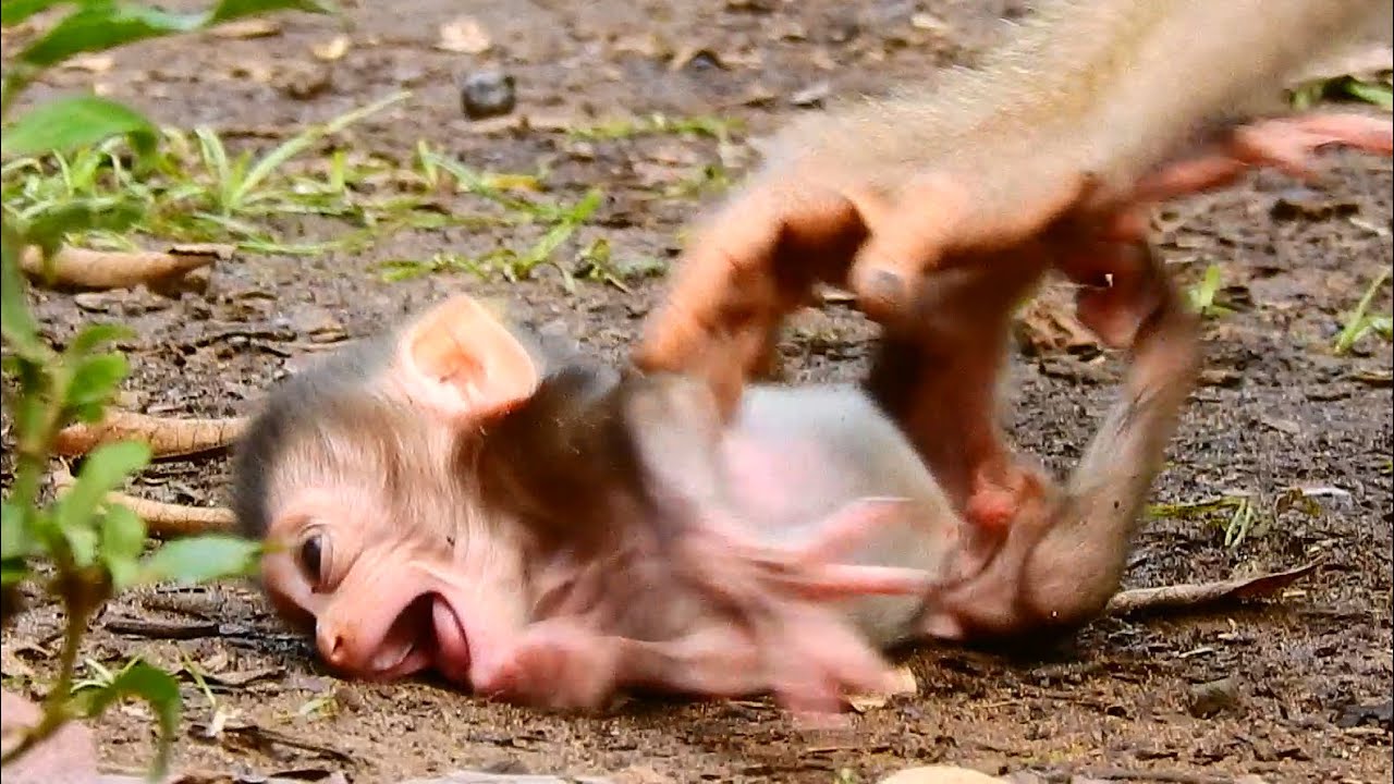 BREAKING HEART WITH MILLIONS TEAR DROPPED…PITIFUL POOR NEWBORN BRADY MUCH SCARY AND SCREAMING.