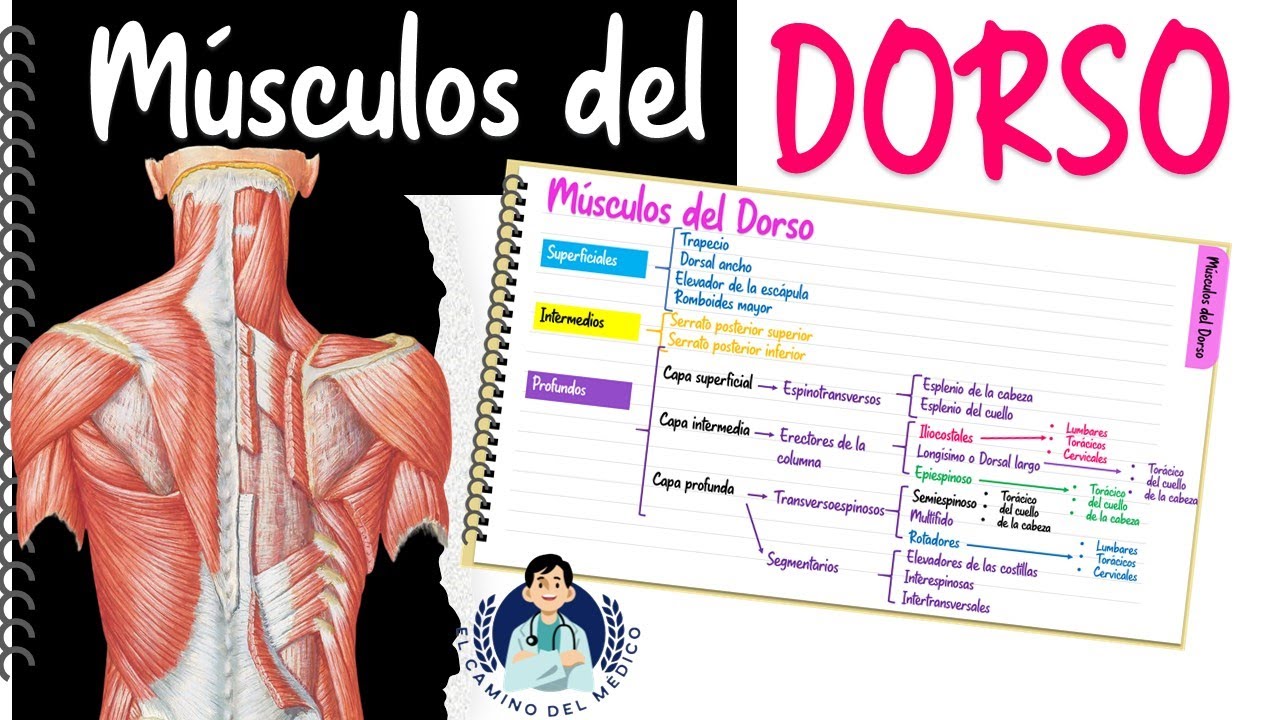 Músculos del Dorso o la espalda ‐ Fácil y Didáctico