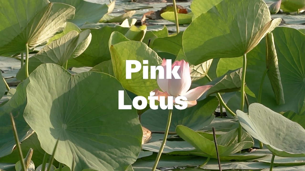 EUROFRAGANCE ICON field trips - Pink Lotus in India