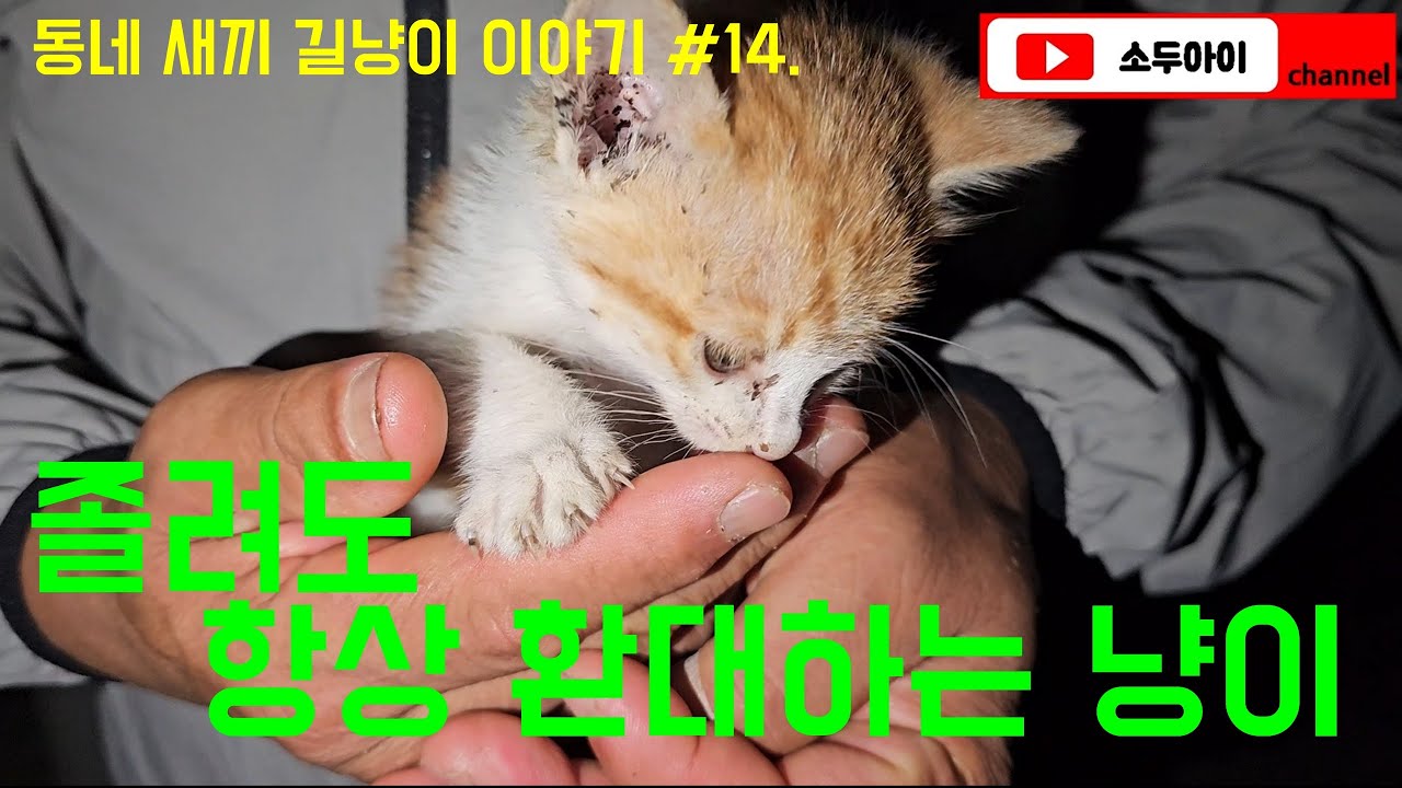졸려도 항상 환대하는 냥이 / 동네 새끼 길냥이 이야기 #14. #길고양이 #길냥이 #새끼고양이 #새끼길고양이 #간택 #고양이간택 #kitten #kittenrescue #cat