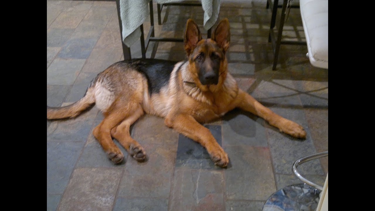 My German Shepherd, Buster Growing from 8 Weeks to 7 Months