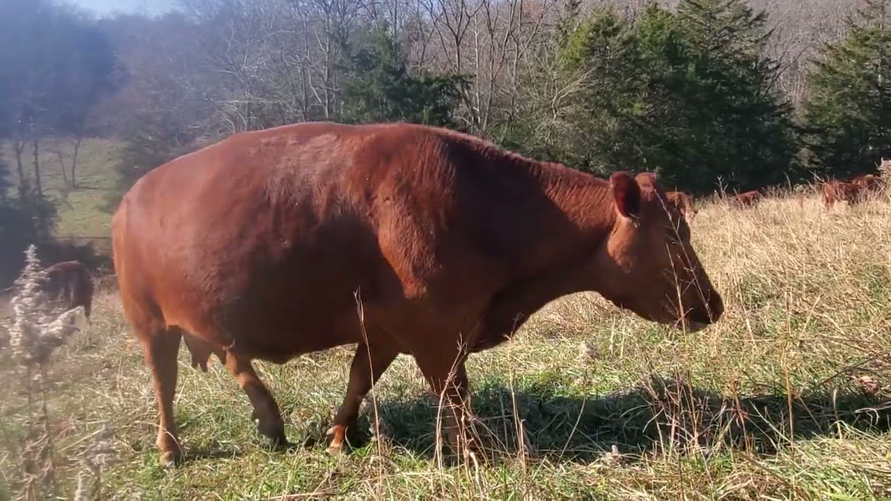 Greg shares some key steps to starting your own successful grazing operation.