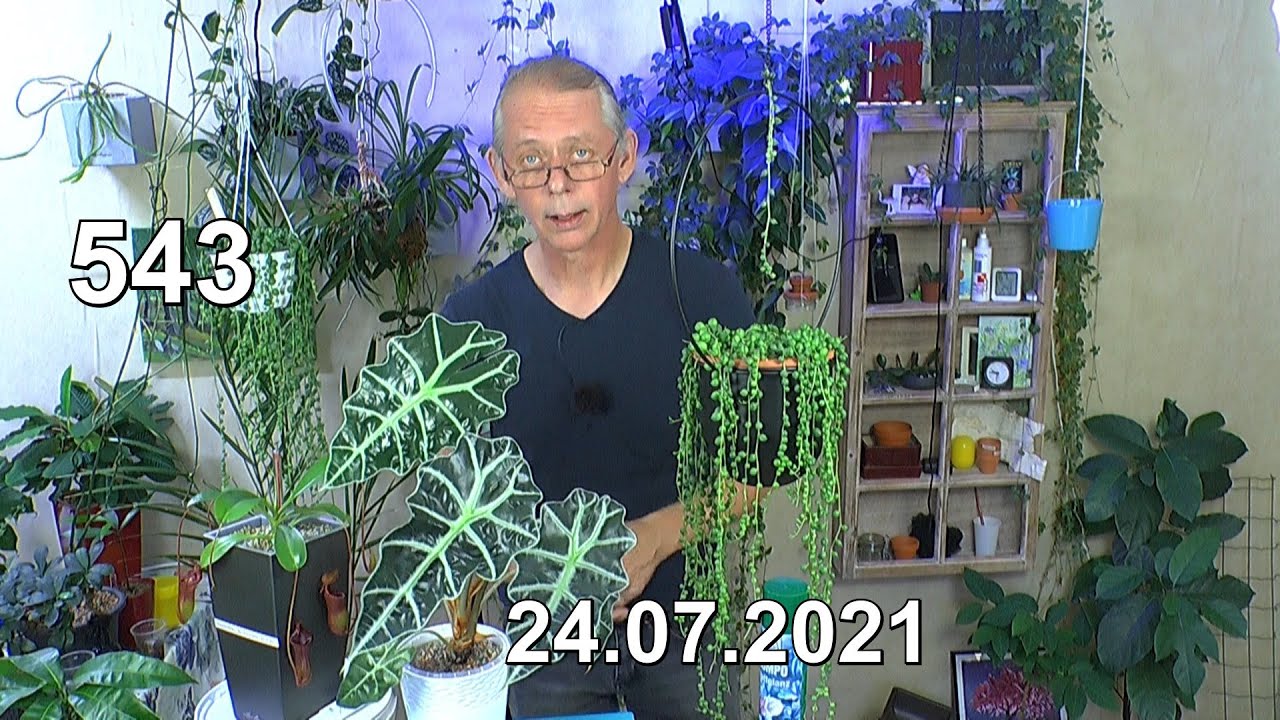 Neuigkeiten der String of Pearls und Alocasia Polly in der Pflege und Vermehrung Philodendron Birkin