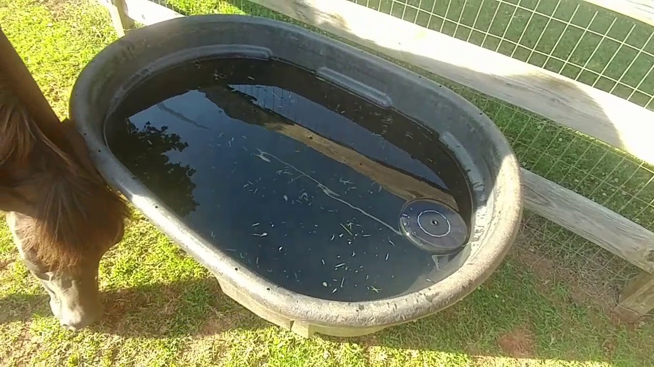 Как не допустить попадания личинок комаров в воду для лошадей
