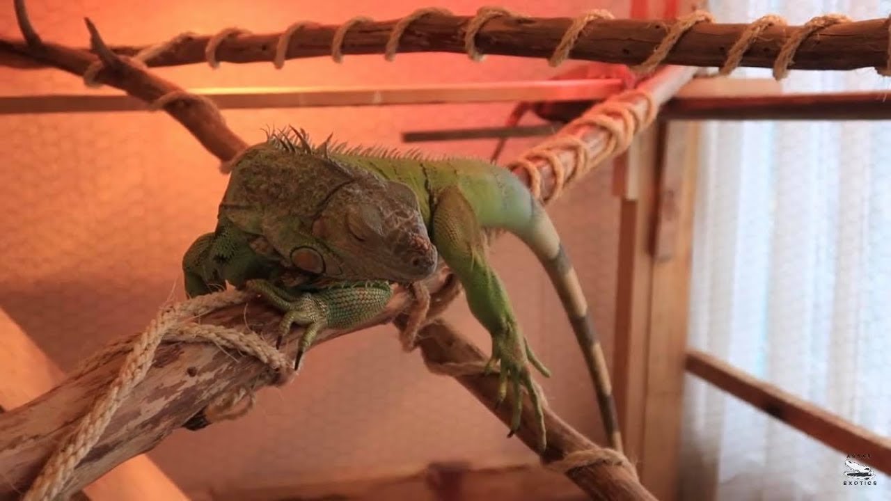 Troncos Para Las Iguanas Y Barbudos