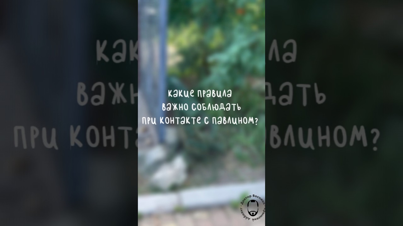 Важное о павлинах #ветеринар #ветеринарныйврач #паркльвовтайган #паркльвов #тайган #ветврач #vet