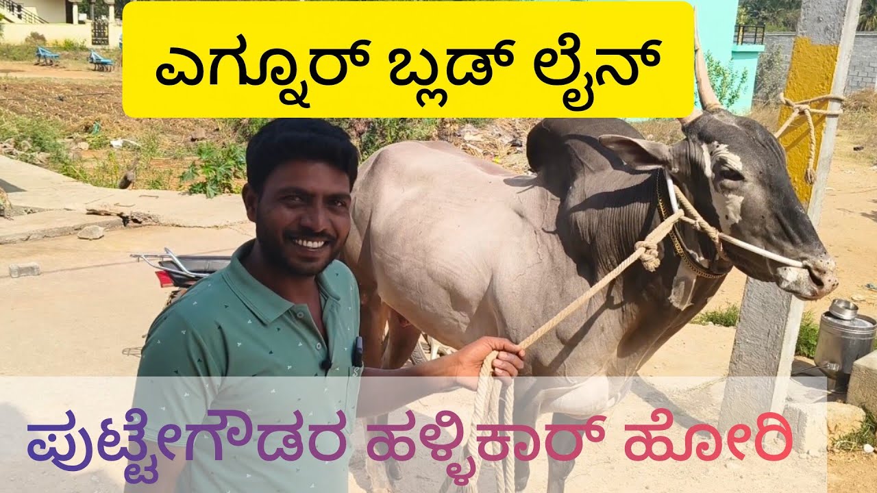 ಹೆಗ್ಗನೂರು ಬ್ಲಡ್ ಲೈನ್ ಹಳ್ಳಿಕಾರ್ ಬೀಜದ ಹೋರಿJanuary 14, 2026