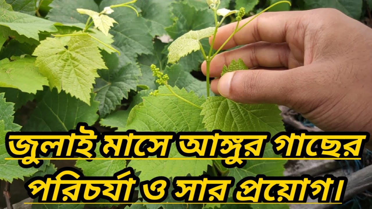 জুলাই মাসে আঙ্গুর গাছের পরিচর্যা ও সার প্রয়োগ।।Grape plant care and fertilizer application in July।