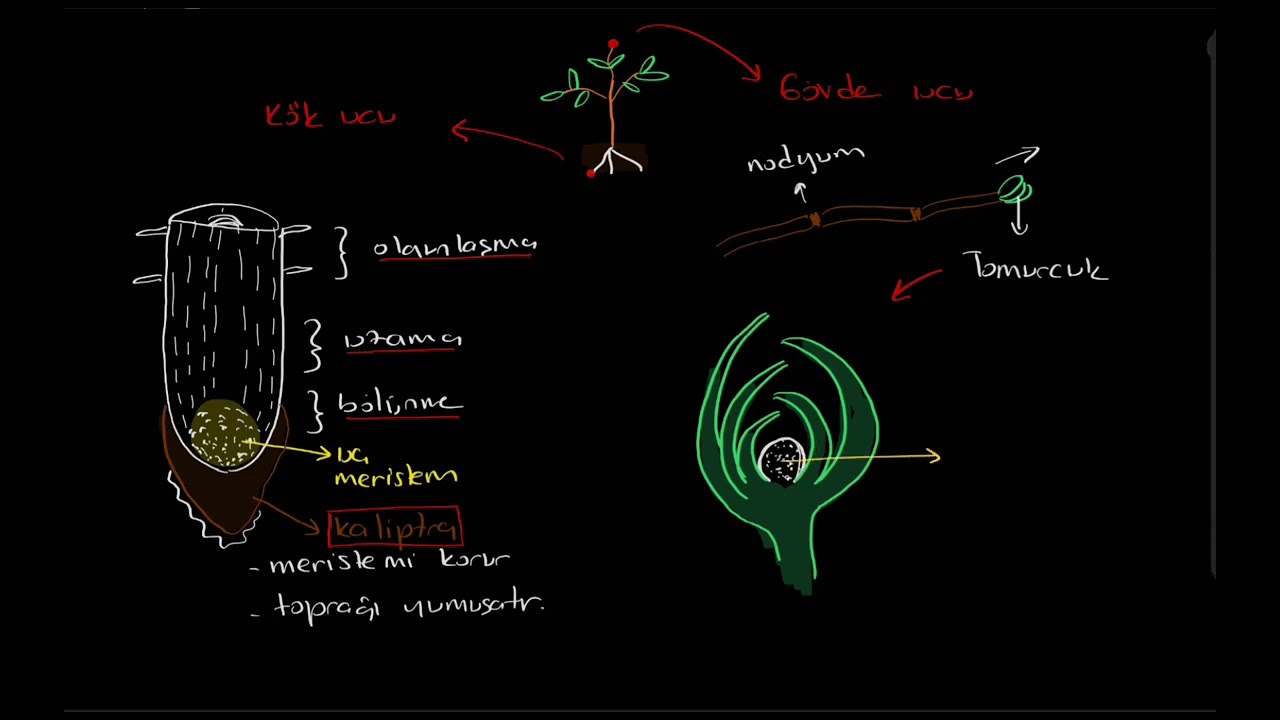 Birincil meristem, birincil bölünür doku