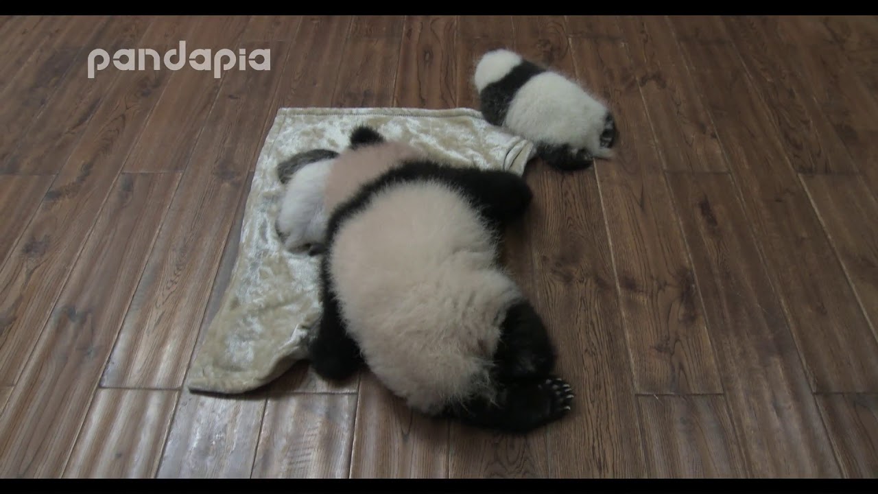 who will take up the blanket