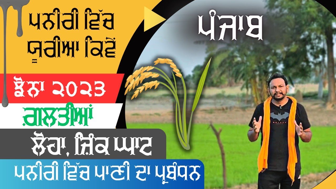ਪਨੀਰੀ ਦਾ ਪਾਣੀ ਅਤੇ ਯੂਰੀਆ ਪ੍ਰਬੰਧਣ rice nursery water and urea management