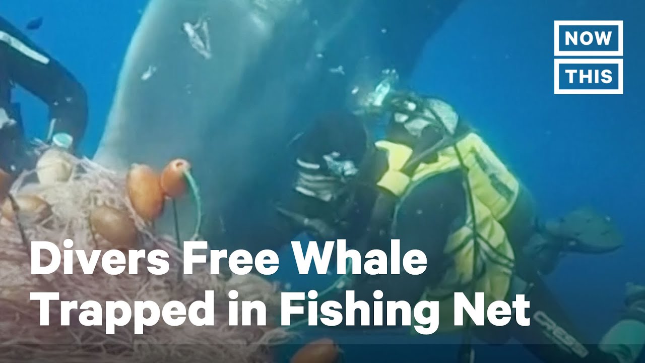 Italian Divers Free Whale Trapped in Fishing Net | NowThis