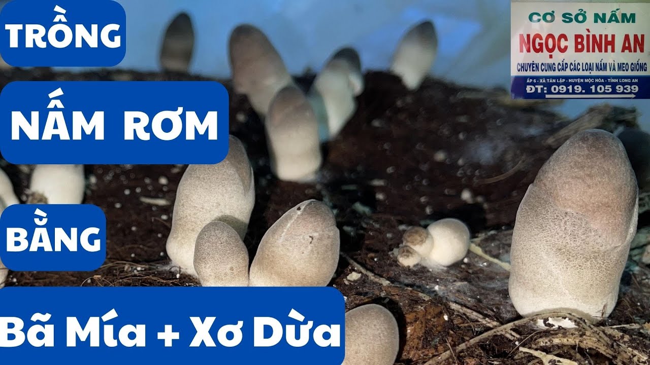 trồng nấm rơm bằng bã mía kết hợp xơ dừa#nấmrơm #bamia #xodua #trồngnấm #namrom #trongnamtainha
