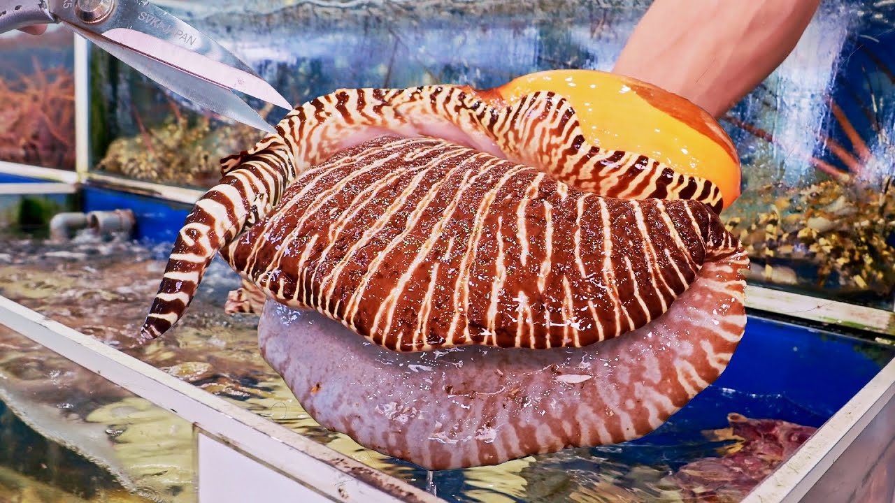 Huge 3KG Sea Snail！Red Cornetfish Cooking, India Volute cutting Skills/ 驚人的！馬鞭魚料理, 巨大木瓜螺切割技巧-Seafood