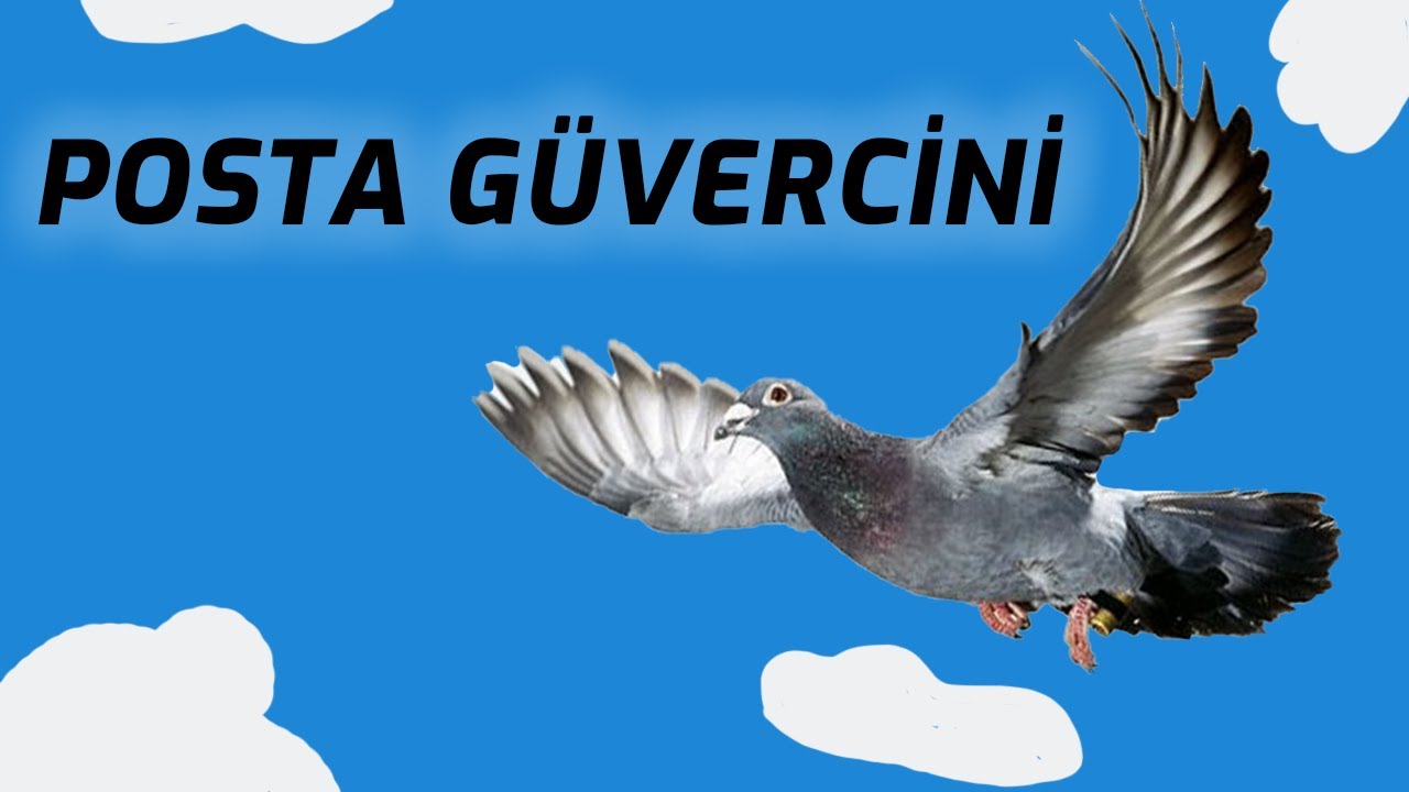 POSTA GÜVERCİNİ ÖZELLİKLERİ VE BESLEMESİ | GÜVERCİN SEVDAMIZ