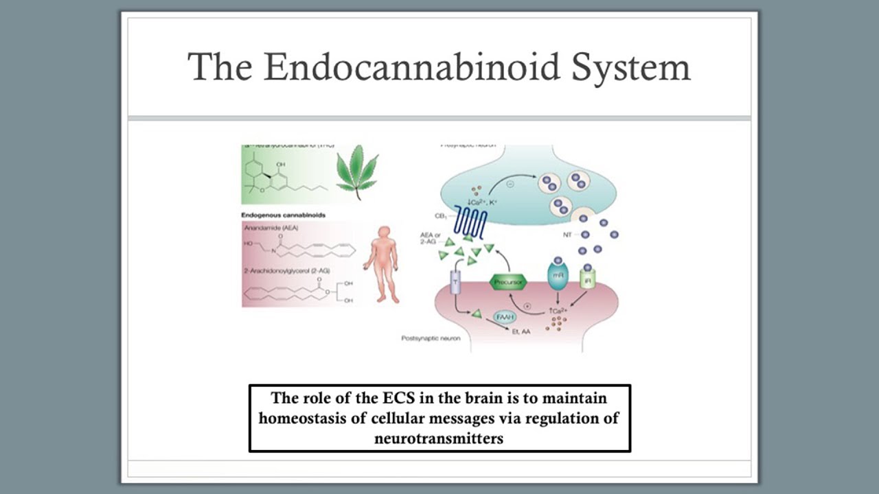 Killing Cancer with Cannabis