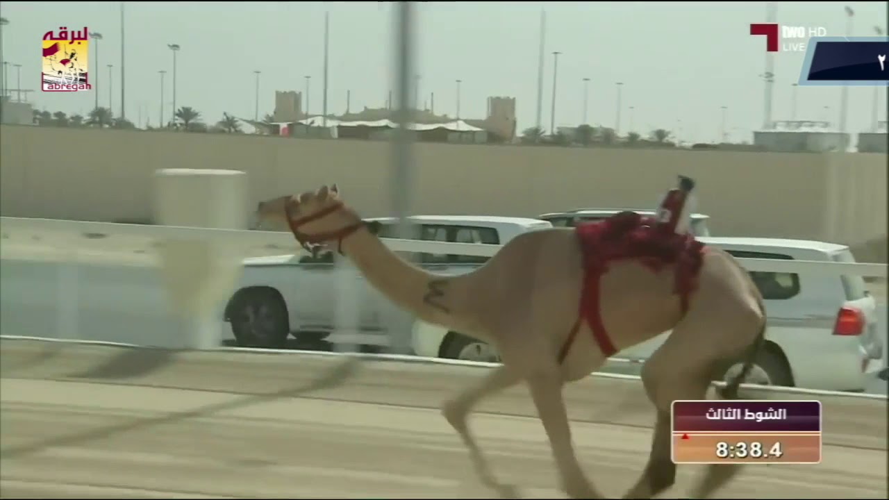 ملخص رموز الأشواط المفتوحة بمهرجان سمو الأمير الوالد - موسم  ٢٠١٨
