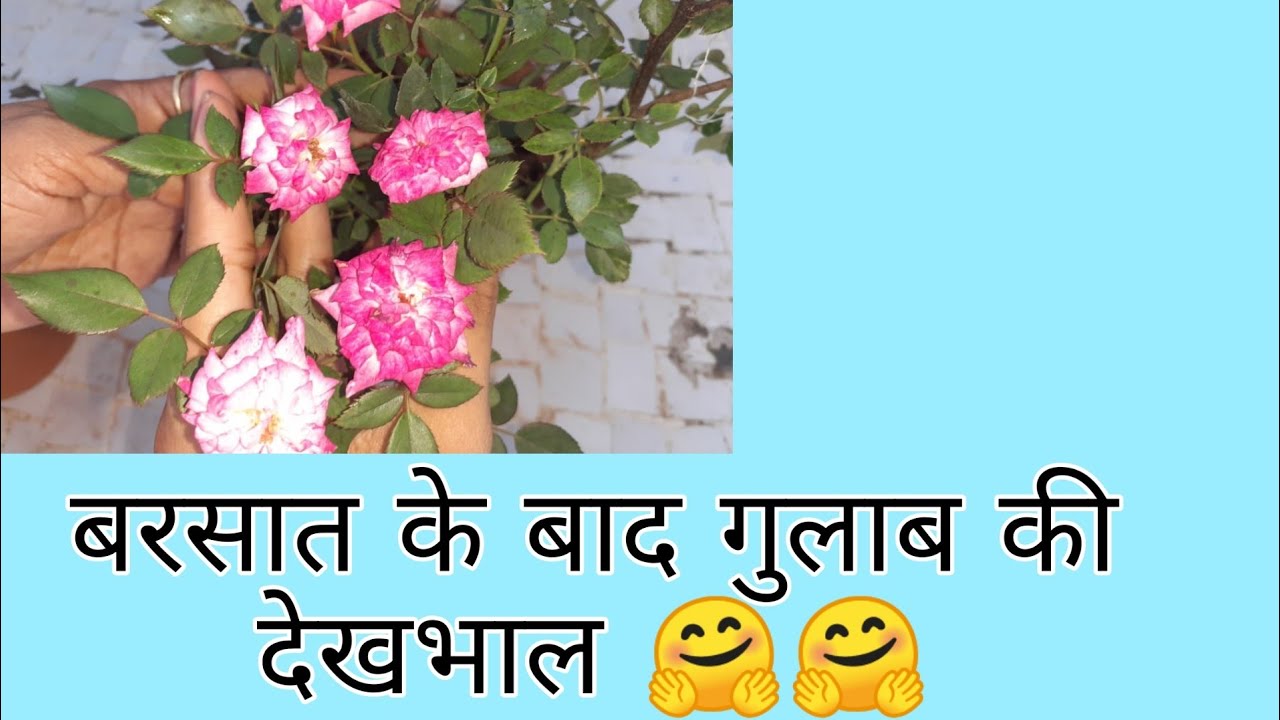 How to take care of rose plant || Geeta's Green Garden||